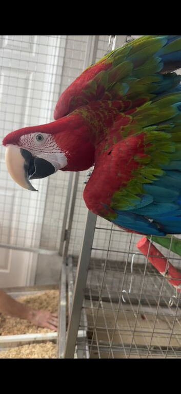 Beautiful 4 year old greenwing macaw looking for a loving home