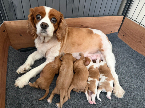 Beautiful cavalier King Charles puppies.