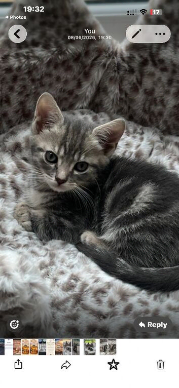 British Shorthair x Bengal Cross breed