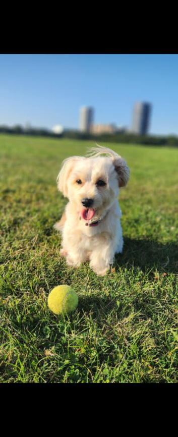 Adorable Maltipoo Puppies &ndash; Due May | Ready for Loving Homes in June