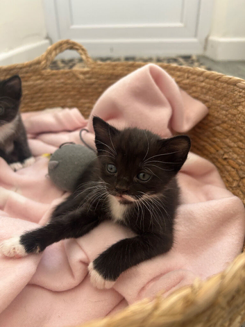 Kittens