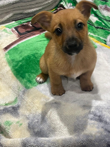 Jack Russell short leged