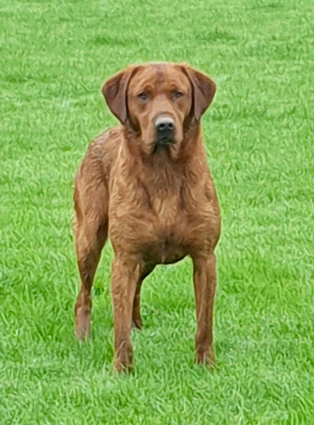 Fox Red Labrador Pups