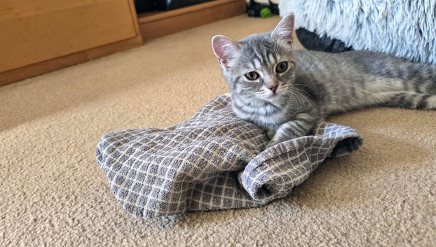 Silver tabby