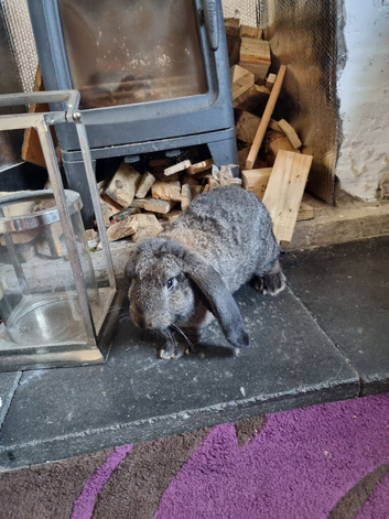 Frrench lops