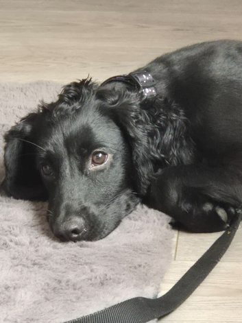 8 month old cocker spaniel