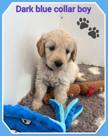 STUNNING F1 MINIATURE GOLDENDOODLES