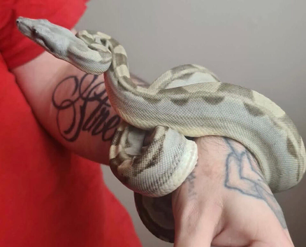 Ghost/ Hypo Anery 1 year