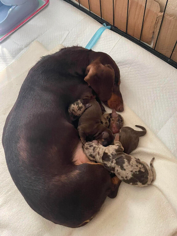 Lovely litter of dachshund puppies