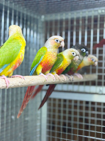 Pineapple conures