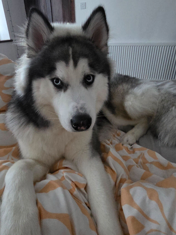 10 months alaskan malamute boy
