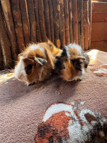 Baby Guinea Pigs