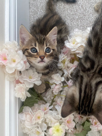 Bengal Kittens &pound;800