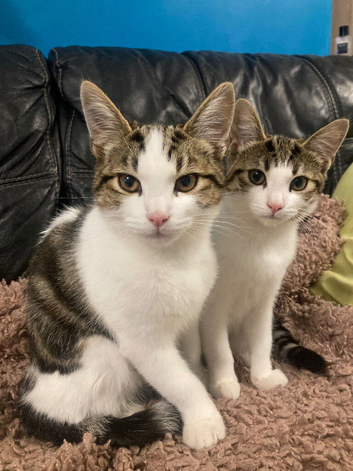 Kittens
