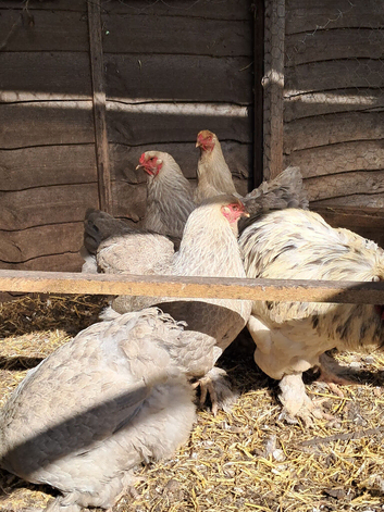 Four Brahma hens and a splash cockerel