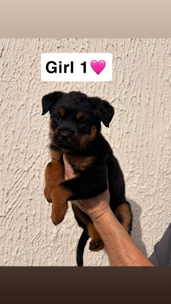 Rottweiler Puppys