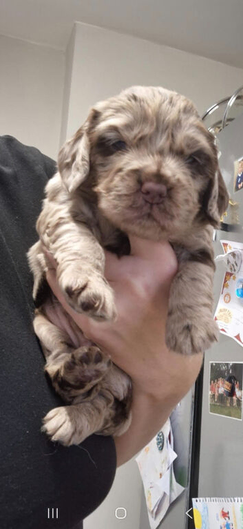 Cockapoo pups