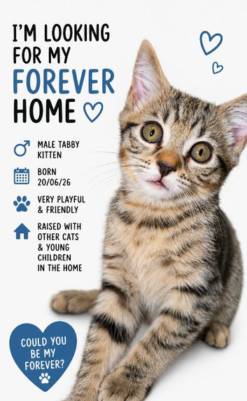 Beautiful kitten ready for their new home