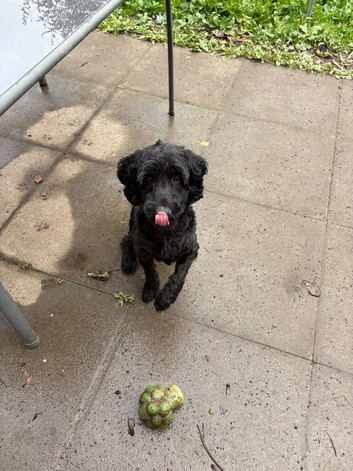 F1 male cockapoo