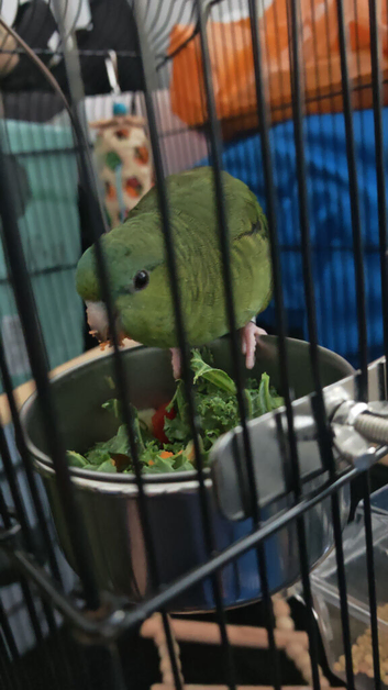 Female linnie parakeet