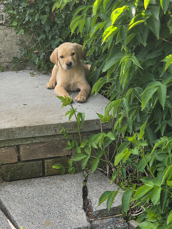 Outstanding litter of Labrador pups available