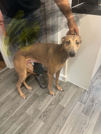 Lurcher female
