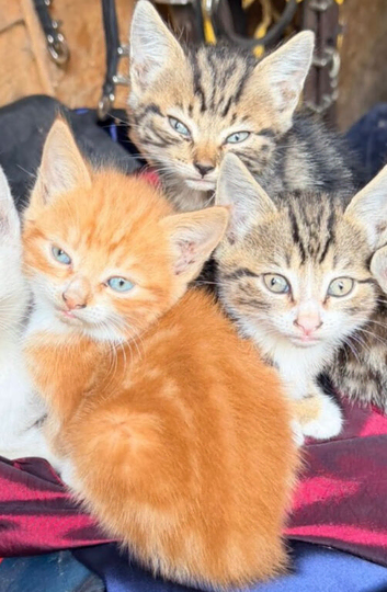 8 weeks old kittens looking for new homes