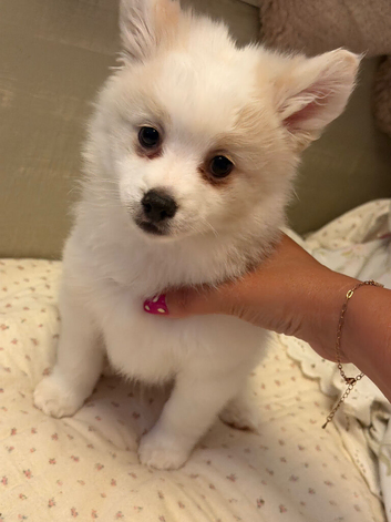 White Pomeranian