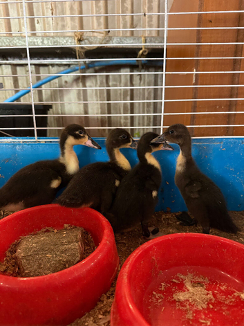 Mix breed ducklings x
