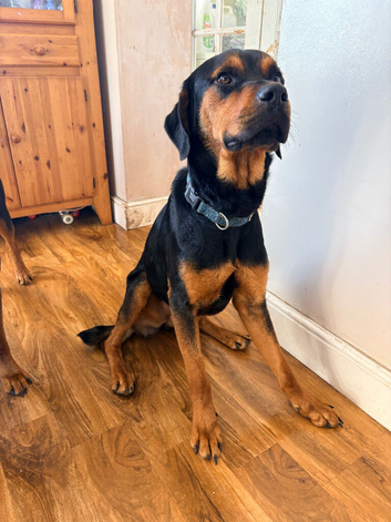 Nelson needs a new home