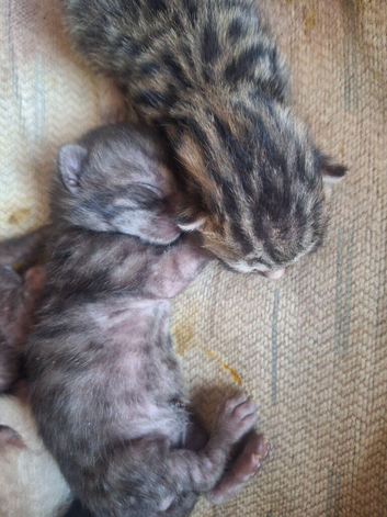 Bengal kittens ready now