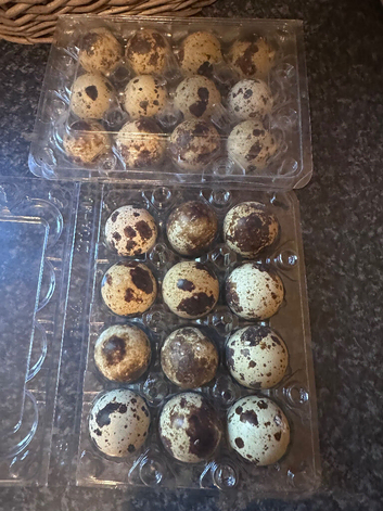 Coturnix quail eggs