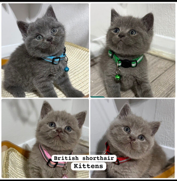Kitten Bsh