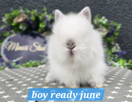 PUREBRED LIONHEADS AVAILABLE NOW