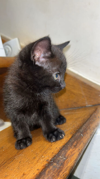 Kitten