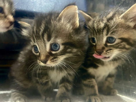 Bengal x kittens