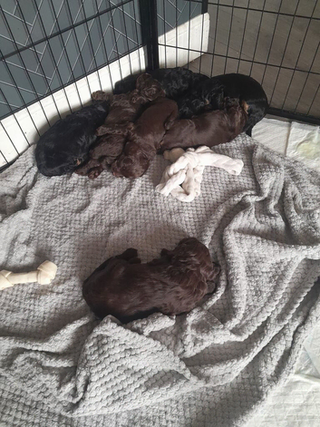 Beautiful cockapoo pups for sale, 3 chocolate 1 tri coloured black phantom