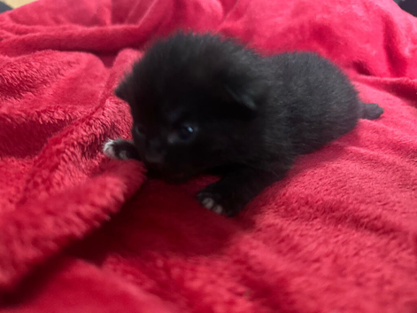 Kittens for sale.