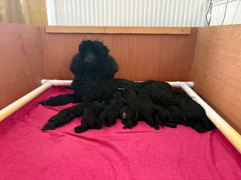 Quality standard poodle puppies