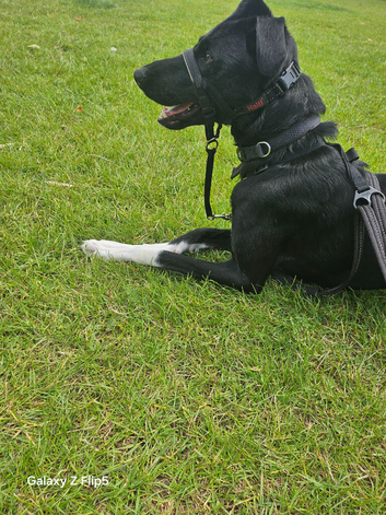 Rehome only