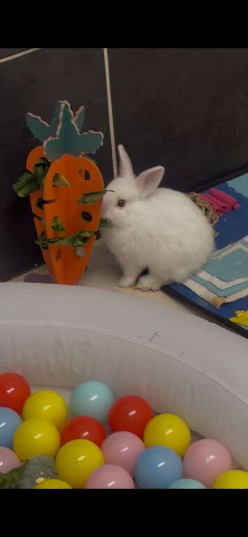 2 rabbits