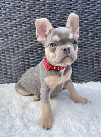 French bulldog KC registered