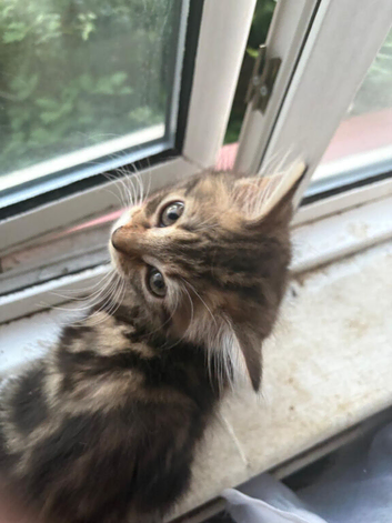 Cute British longhair black tabby ^^