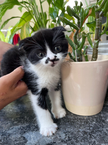 Scottish kittens for sale