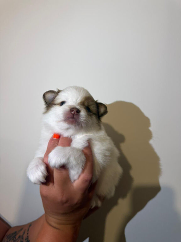 Pomeranian puppies
