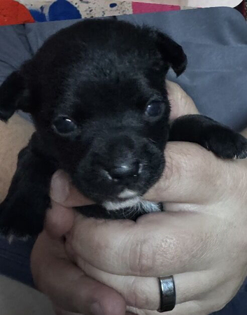 chihuahua x jack russell terrier puppies