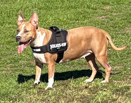 Staffy cross