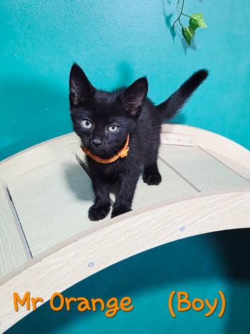British Shorthair Kittens