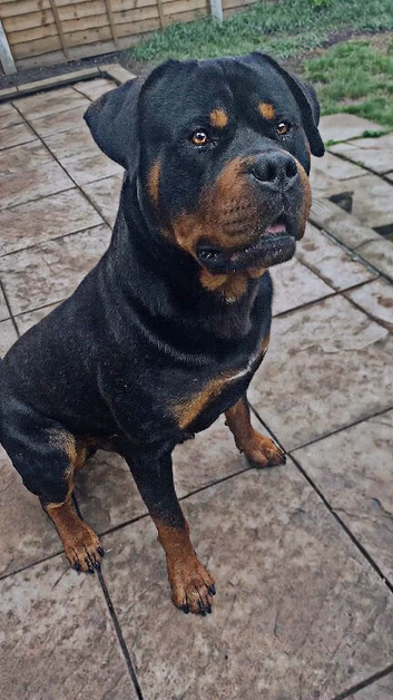 Big & Strong Rottweiler For Sale