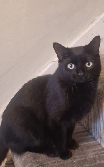 8month old male